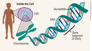 بررسی ژن‌ها و ژنوم 1 (پیشرفته)
